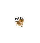 ちいさいスタンプ♪子猫の日常フレーズ（個別スタンプ：30）