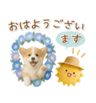 ⚡飛び出すコーギーの「夏」の毎日（個別スタンプ：5）