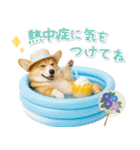⚡飛び出すコーギーの「夏」の毎日（個別スタンプ：17）