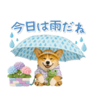 ⚡飛び出すコーギーの「夏」の毎日（個別スタンプ：21）