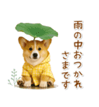 ⚡飛び出すコーギーの「夏」の毎日（個別スタンプ：23）