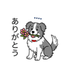 名前入りボーダーコリーブルー（個別スタンプ：1）