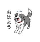 名前入りボーダーコリーブルー（個別スタンプ：2）