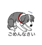 名前入りボーダーコリーブルー（個別スタンプ：3）