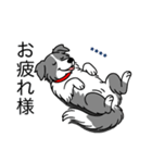 名前入りボーダーコリーブルー（個別スタンプ：5）