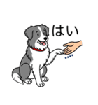 名前入りボーダーコリーブルー（個別スタンプ：6）