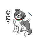 名前入りボーダーコリーブルー（個別スタンプ：8）