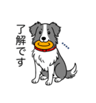 名前入りボーダーコリーブルー（個別スタンプ：10）