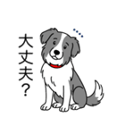 名前入りボーダーコリーブルー（個別スタンプ：11）