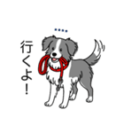 名前入りボーダーコリーブルー（個別スタンプ：16）