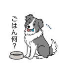 名前入りボーダーコリーブルー（個別スタンプ：20）