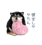 毎日使える実写彼氏しば犬【面白い】（個別スタンプ：2）