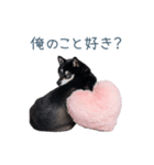 毎日使える実写彼氏しば犬【面白い】（個別スタンプ：3）