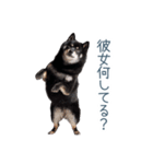毎日使える実写彼氏しば犬【面白い】（個別スタンプ：6）