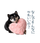 毎日使える実写彼氏しば犬【面白い】（個別スタンプ：7）