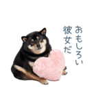 毎日使える実写彼氏しば犬【面白い】（個別スタンプ：8）