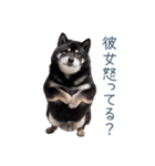 毎日使える実写彼氏しば犬【面白い】（個別スタンプ：9）