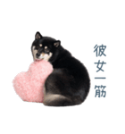 毎日使える実写彼氏しば犬【面白い】（個別スタンプ：10）