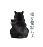 毎日使える実写彼氏しば犬【面白い】（個別スタンプ：12）
