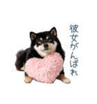 毎日使える実写彼氏しば犬【面白い】（個別スタンプ：13）