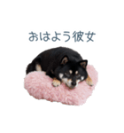 毎日使える実写彼氏しば犬【面白い】（個別スタンプ：14）