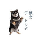 毎日使える実写彼氏しば犬【面白い】（個別スタンプ：15）
