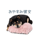 毎日使える実写彼氏しば犬【面白い】（個別スタンプ：16）