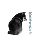 毎日使える実写彼氏しば犬【面白い】（個別スタンプ：17）