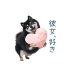 毎日使える実写彼氏しば犬【面白い】（個別スタンプ：19）