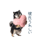 毎日使える実写彼氏しば犬【面白い】（個別スタンプ：22）