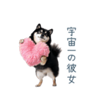 毎日使える実写彼氏しば犬【面白い】（個別スタンプ：25）
