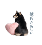 毎日使える実写彼氏しば犬【面白い】（個別スタンプ：26）
