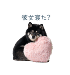毎日使える実写彼氏しば犬【面白い】（個別スタンプ：27）