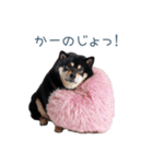 毎日使える実写彼氏しば犬【面白い】（個別スタンプ：28）