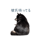 毎日使える実写彼氏しば犬【面白い】（個別スタンプ：29）