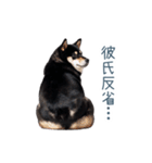 毎日使える実写彼氏しば犬【面白い】（個別スタンプ：30）