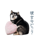 毎日使える実写彼氏しば犬【面白い】（個別スタンプ：31）