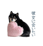 毎日使える実写彼氏しば犬【面白い】（個別スタンプ：32）
