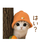 スコティッシュ猫 可愛いみかんハット 敬語（個別スタンプ：18）