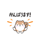 動く！元気まるまる豆柴✴︎返事スタンプ（個別スタンプ：14）