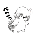 B＆Wシーズー犬 2025 「リアクション」（個別スタンプ：9）