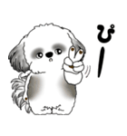 B＆Wシーズー犬 2025 「リアクション」（個別スタンプ：13）