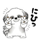 B＆Wシーズー犬 2025 「リアクション」（個別スタンプ：14）