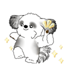 B＆Wシーズー犬 2025 「リアクション」（個別スタンプ：17）