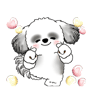 B＆Wシーズー犬 2025 「リアクション」（個別スタンプ：22）