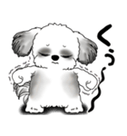B＆Wシーズー犬 2025 「リアクション」（個別スタンプ：27）