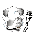 B＆Wシーズー犬 2025 「リアクション」（個別スタンプ：30）