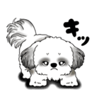 B＆Wシーズー犬 2025 「リアクション」（個別スタンプ：31）