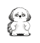 B＆Wシーズー犬 2025 「リアクション」（個別スタンプ：32）