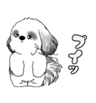 B＆Wシーズー犬 2025 「リアクション」（個別スタンプ：36）